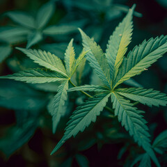 Naklejka na ściany i meble close up of marijuana leaf