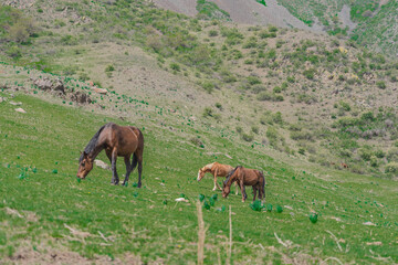 Horses in Kyrgyzstan mountains
