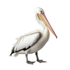 pelican isolated on white background - obrazy, fototapety, plakaty