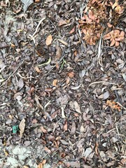 Dry leaves on the ground background