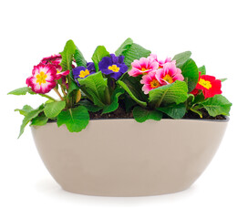 Primrose flowers in a pot.