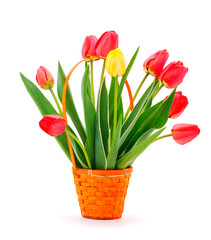 Colorful bouquet of tulips in the basket.
