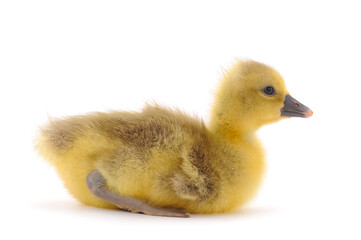 One little gosling.