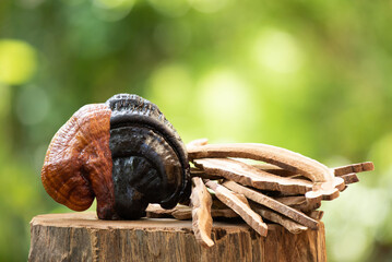 Black and red reishi or lingzhi mushroom on bokeh nature background.