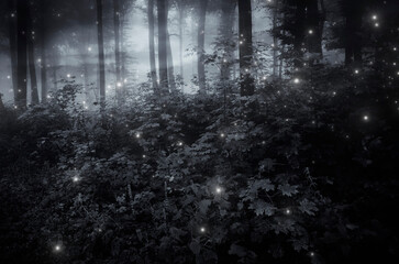 dark forest with magic lights at night