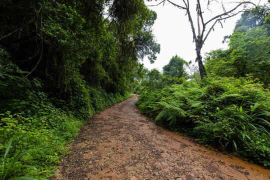Wet dirt road through the green forest