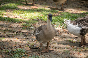 A goose of ducks and ducklings grazing in a park.