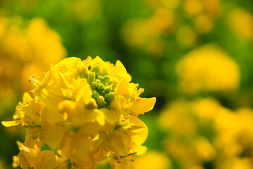 菜の花ドアップ