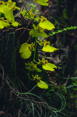 Flores de Ilha Bela - São Paulo, Brazil