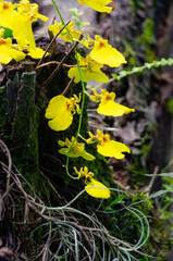 Flores de Ilha Bela - São Paulo, Brazil
