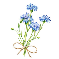 Watercolor bouquet of blue cornflowers flowers illustration isolated on white background. Detail of beauty products and botany set, cosmetology and medicine. For designers, spa decoration, postcards