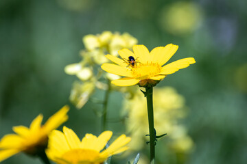 yellow flower in spring