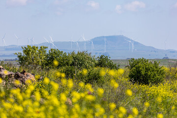 field of yellow flowers in spring