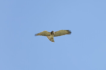 eagle in flight