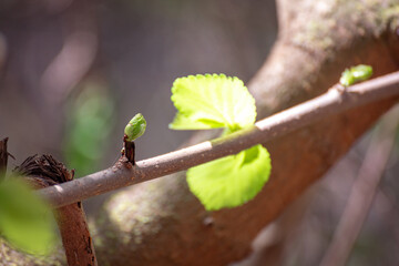 spring tree branch