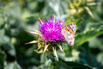 butterfly on a flower