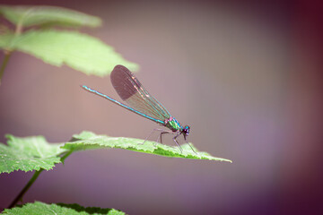 dragonfly on a leaf