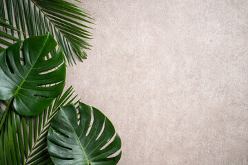 Tropical palm monstera leaves isolated on gray table background.