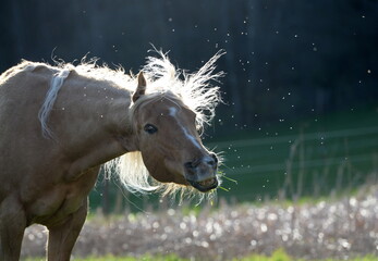 Obraz na płótnie Canvas Headshaking, Pferd schüttelt sich wegen unzähliger Mücken