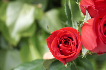 Red rose with green nature background. Sant Jordi day holiday in Catalonia. Tradition to give red roses and books.   Red petals flower green leaves with white background.