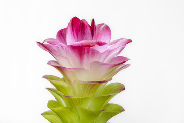 Closeup view of fresh green and purple red flower of curcuma aromatica or wild turmeric isolated on white background