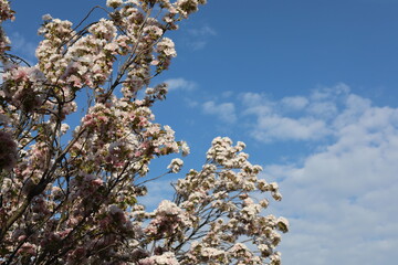 Scenic pink sakura blossom in spring. Beautiful natural view for postcard. Light pink flowers in the garden.