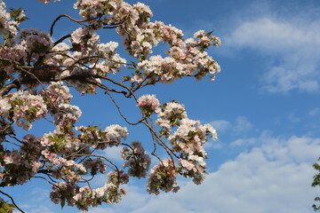 Scenic pink sakura blossom in spring. Beautiful natural view for postcard. Light pink flowers in the garden.