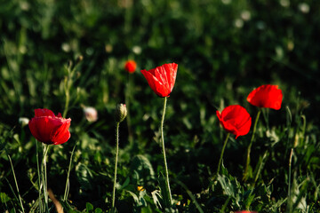 a group of red poppies bloomed and not bloomed in the foreground in a green meadow