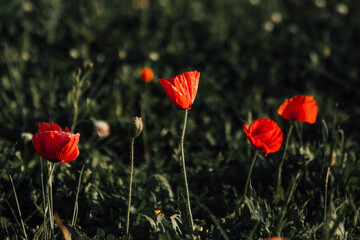 a group of red poppies bloomed and not bloomed in the foreground in a green meadow