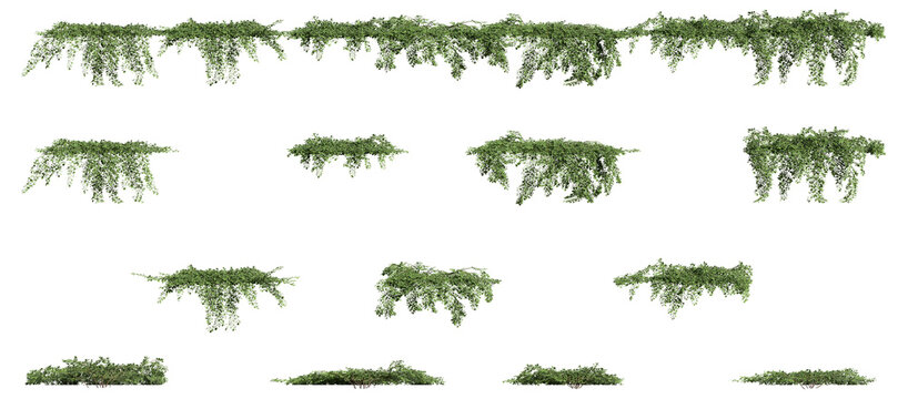 Cotoneaster dammeri 3D rendering, creeper plants, climber plants with transparent background