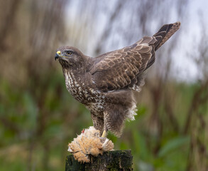 Common buzzard with caught prey