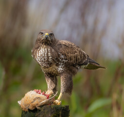 Common buzzard with caught prey