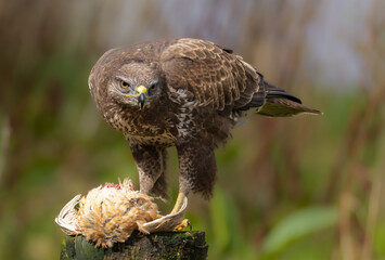 Common buzzard with caught prey