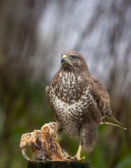Common buzzard with caught prey
