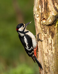 Great spotted woodpecker