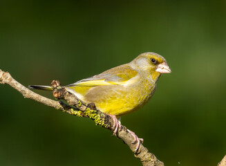 Greenfinch