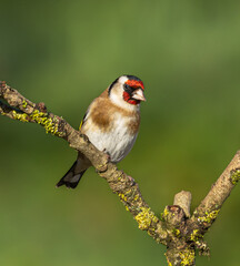 Goldfinch
