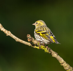Siskin (male)