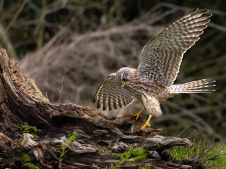 Common kestrel