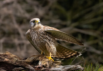 Common kestrel