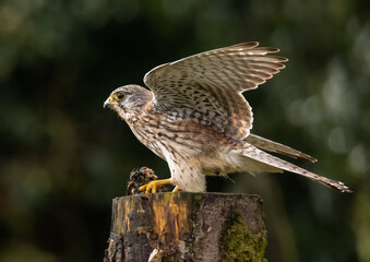 Common kestrel with freshly caught prey