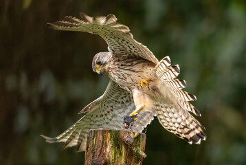 Obraz premium Common kestrel with freshly caught prey