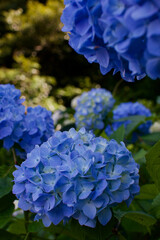 Fototapeta premium 紫陽花の花
