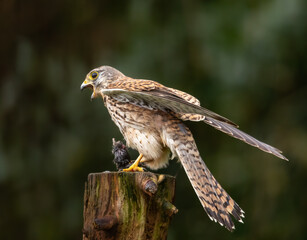 Common kestrel with freshly caught prey