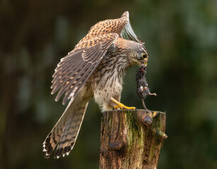 Common kestrel with freshly caught prey