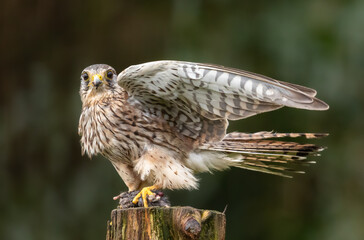 Common kestrel with freshly caught prey