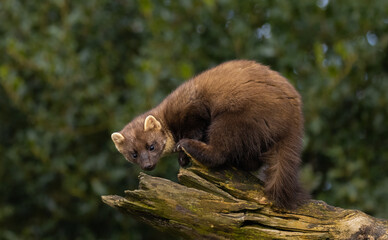 European pine marten