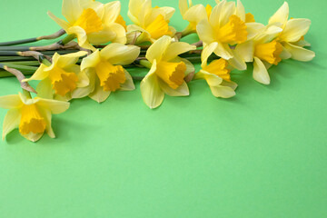Yellow daffodils on a green background in bright daylight with shadows. Front view