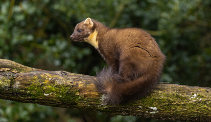 European pine marten