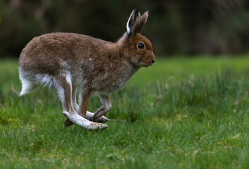 Irish Hare